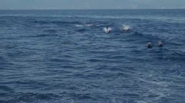 Akdeniz liguria İtalya 'sında genç sperm balinası esiyor.