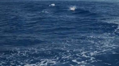 Akdeniz liguria İtalya 'sında genç sperm balinası esiyor.