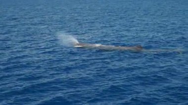 Akdeniz liguria İtalya 'sında genç sperm balinası esiyor.