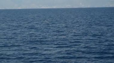 Akdeniz liguria İtalya 'sında genç sperm balinası esiyor.