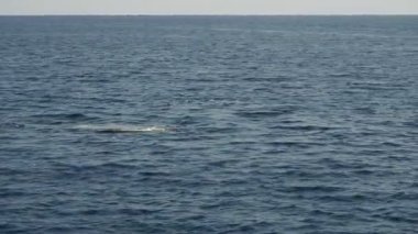 Akdeniz liguria İtalya 'sında genç sperm balinası esiyor.