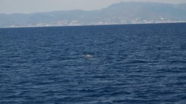 Akdeniz liguria İtalya 'sında genç sperm balinası esiyor.