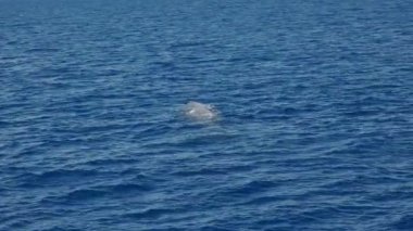 Akdeniz liguria İtalya 'sında genç sperm balinası esiyor.