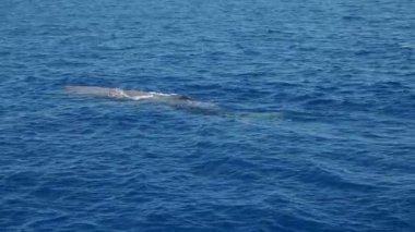 Akdeniz liguria İtalya 'sında genç sperm balinası esiyor.