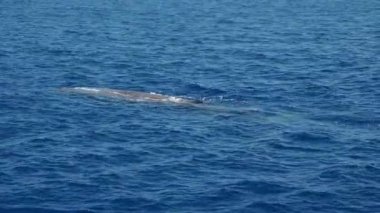 Akdeniz liguria İtalya 'sında genç sperm balinası esiyor.
