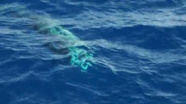 cuvier beaked whale while breathing on sea surface  in Mediterranean in front of Genoa, Italy