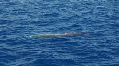 cuvier beaked whale while breathing on sea surface  in Mediterranean in front of Genoa, Italy