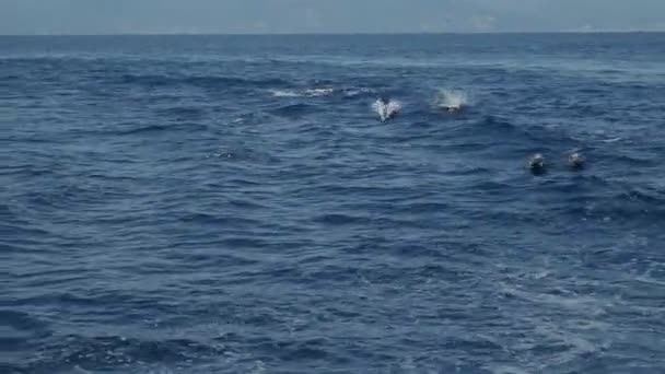 Mladá Spermie Velryba Foukání Středozemním Moři Ligurie Italsky — Stock video