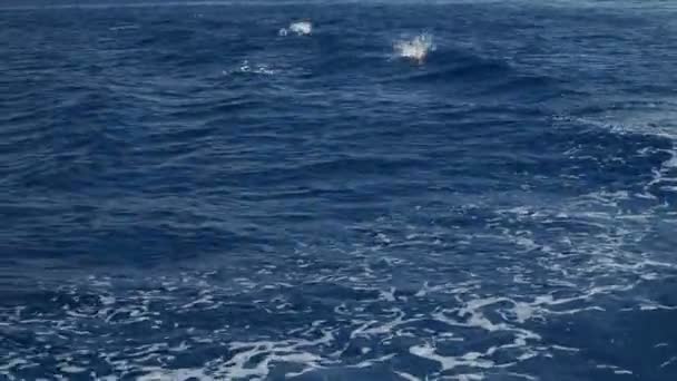Mladá Spermie Velryba Foukání Středozemním Moři Ligurie Italsky — Stock video