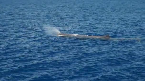 Młody Wieloryb Sperma Wieje Morzu Śródziemnym Liguria Włochy — Wideo stockowe