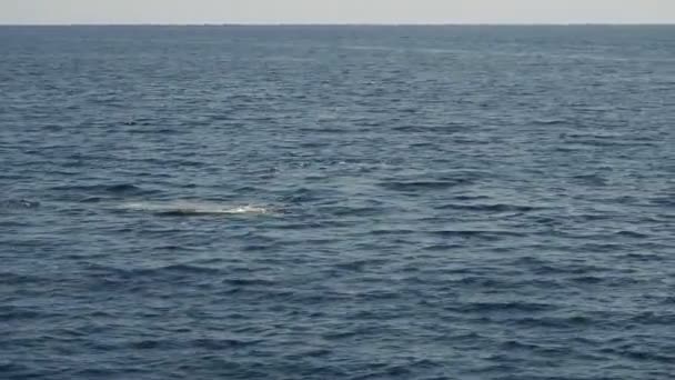 Young Sperm Whale Blowing Mediterranean Sea Liguria Italy — Stockvideo