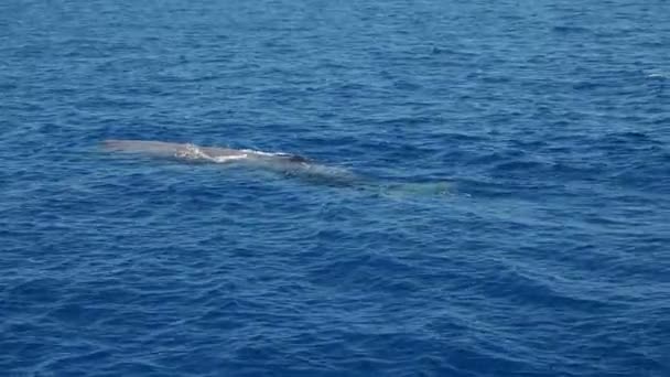 Fiatal Hímivarú Bálna Fúj Mediterrán Tenger Liguria Olaszország — Stock videók