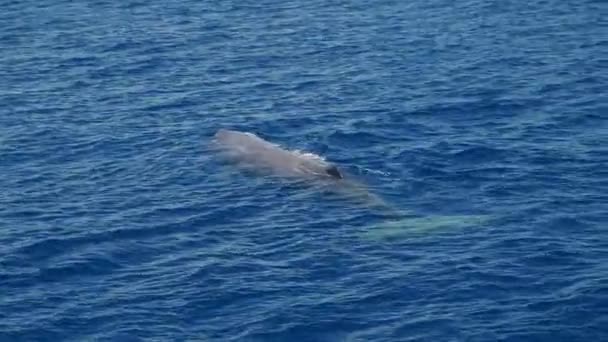 Fiatal Hímivarú Bálna Fúj Mediterrán Tenger Liguria Olaszország — Stock videók