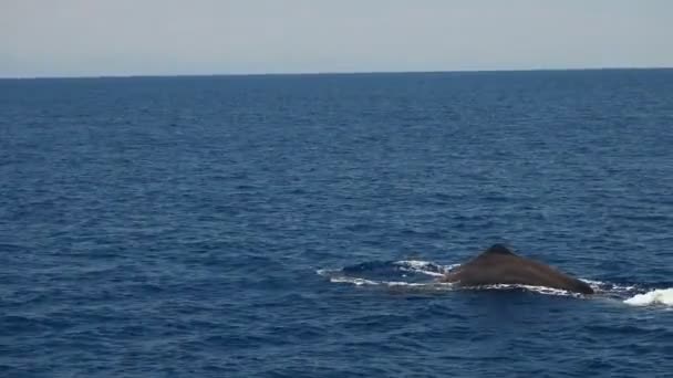 Fiatal Hímivarú Bálna Fúj Mediterrán Tenger Liguria Olaszország — Stock videók