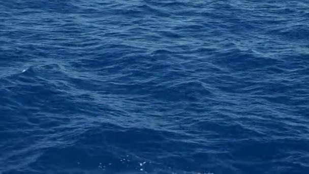 Beaked Whale Sea Surface — Stok video