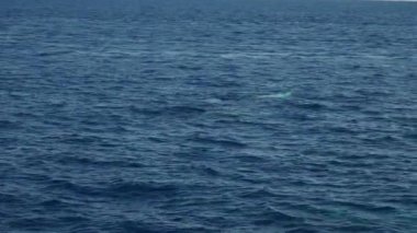 Cuvier, İtalya 'nın Cenova kenti önünde Akdeniz yüzeyinde nefes alırken gagalı balina avladı.