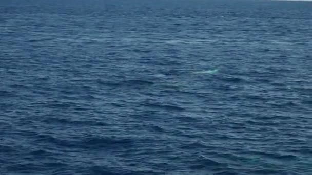 Cuvier Dziobał Wieloryba Podczas Oddychania Powierzchni Morza Morzu Śródziemnym Przed — Wideo stockowe