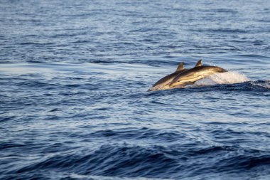  jumping Striped dolphin close up portrait looking at you at sunset