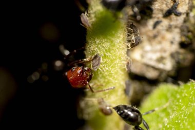 Krematogaster scutellaris karınca yaprağın üzerinde yaprak bitleri yetiştiriliyor.