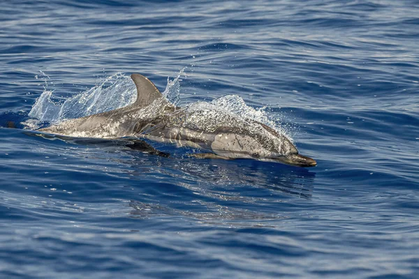 Striped Dolphin Close Portrait Looking You — Stockfoto