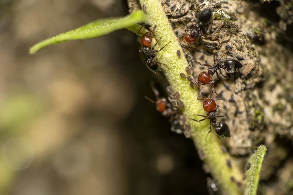 Mrówka Krematogaster Scutellaris Mszycami Hodowanymi Liściu — Zdjęcie stockowe