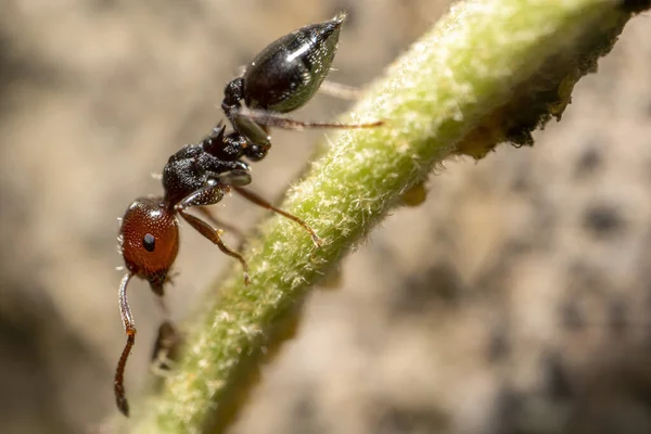 Crematogaster scutellaris ant with aphids farmed on a leaf