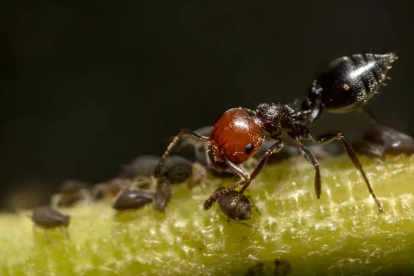 Crematogaster scutellaris ant with aphids farmed on a leaf