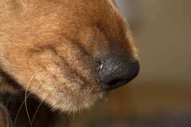 dog nose close up macro detail cocker spaniel 