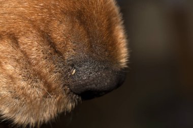 dog nose close up macro detail cocker spaniel 