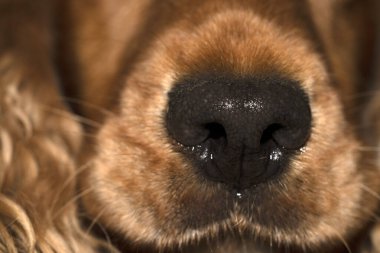 dog nose close up macro detail cocker spaniel 