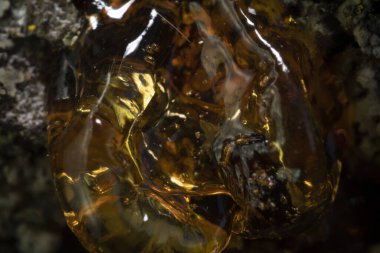 Doğal ağaç kehribar reçinesi makro yakın çekim