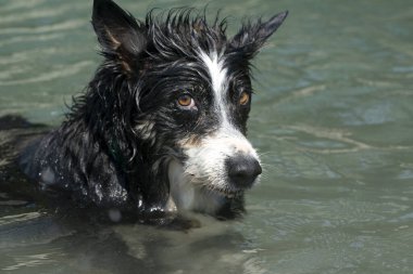Sınır çoban köpeği nehir sularında oynuyor.