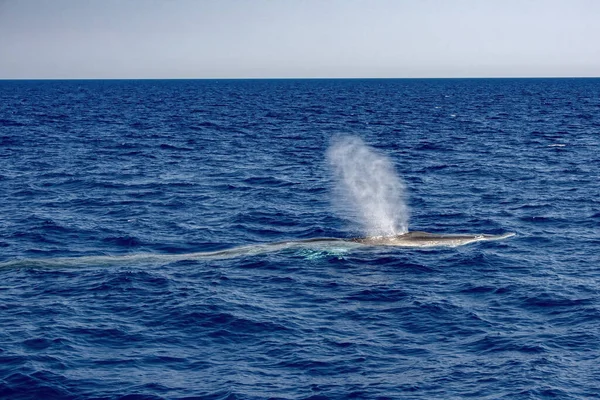 fin whale breathing on blue sea surface