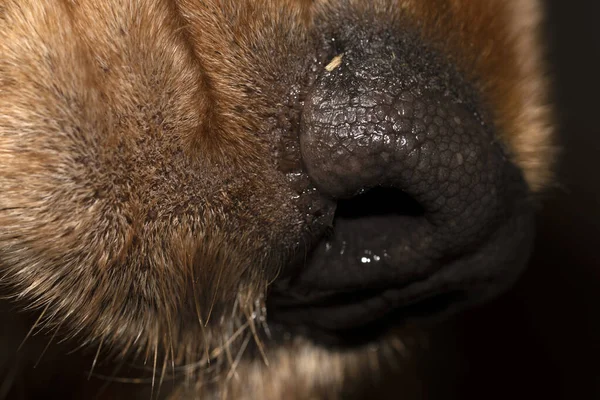 Köpek burnu makro detay cocker spaniel 'i kapat 