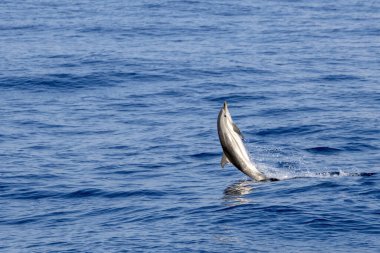 Mutlu çizgili yunus gün batımında denizin dışında zıplıyor.