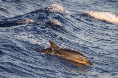 happy striped dolphin juming outside the sea at sunset
