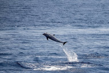 Mutlu çizgili yunus gün batımında denizin dışında zıplıyor.
