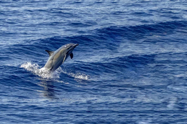 Common Dolphin Rare Ligurian Sea Genoa Italy — Foto de Stock