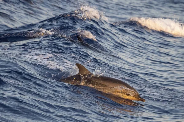 Šťastný Pruhovaný Delfín Skákání Mimo Moře Při Západu Slunce — Stock fotografie