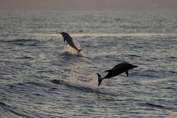 Пара Счастливых Полосатых Дельфинов Прыгающих Океаном Закате — стоковое фото