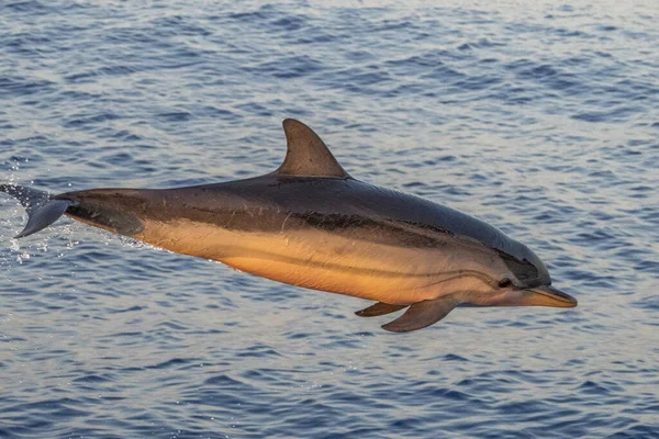 Gelukkig Gestreepte Dolfijn Springt Buiten Zee Bij Zonsondergang — Stockfoto