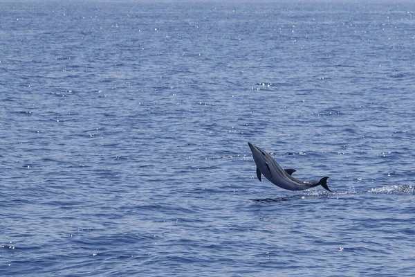 Счастливый Полосатый Дельфин Прыгает Океаном Закате — стоковое фото