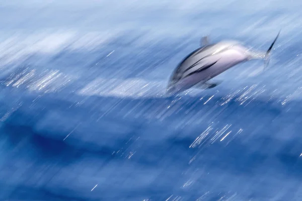 Happy Striped Dolphin Juming Sea Sunset Move Shot — Photo