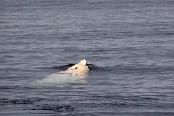 White Albino Cuvier Beaked Whale Close Portrait Calm Sea Surface — Stockfoto