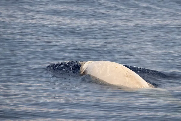 Biały Albinos Cuvier Dziób Wieloryb Zbliżenie Portret Spokojnej Powierzchni Morza — Zdjęcie stockowe