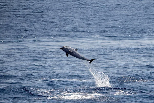 Happy Striped Dolphin Juming Sea Sunset — Foto de Stock