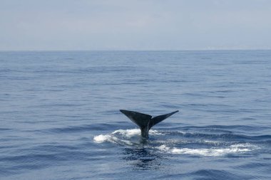 mavi deniz yüzeyinde ispermeçet balinası 
