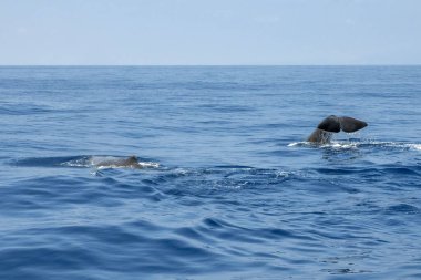 sperm whale on blue sea surface 
