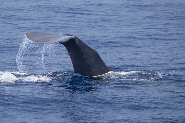 sperm whale on blue sea surface