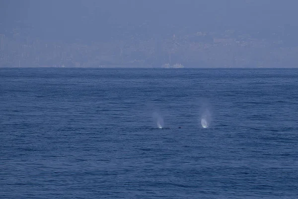 Sperm Whale Blue Sea Surface — стоковое фото
